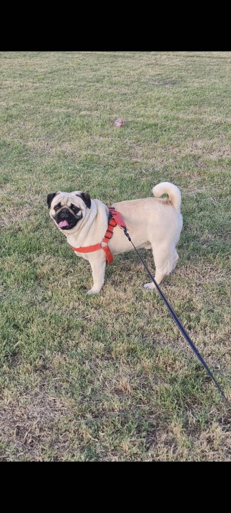 friendly trained dog 7