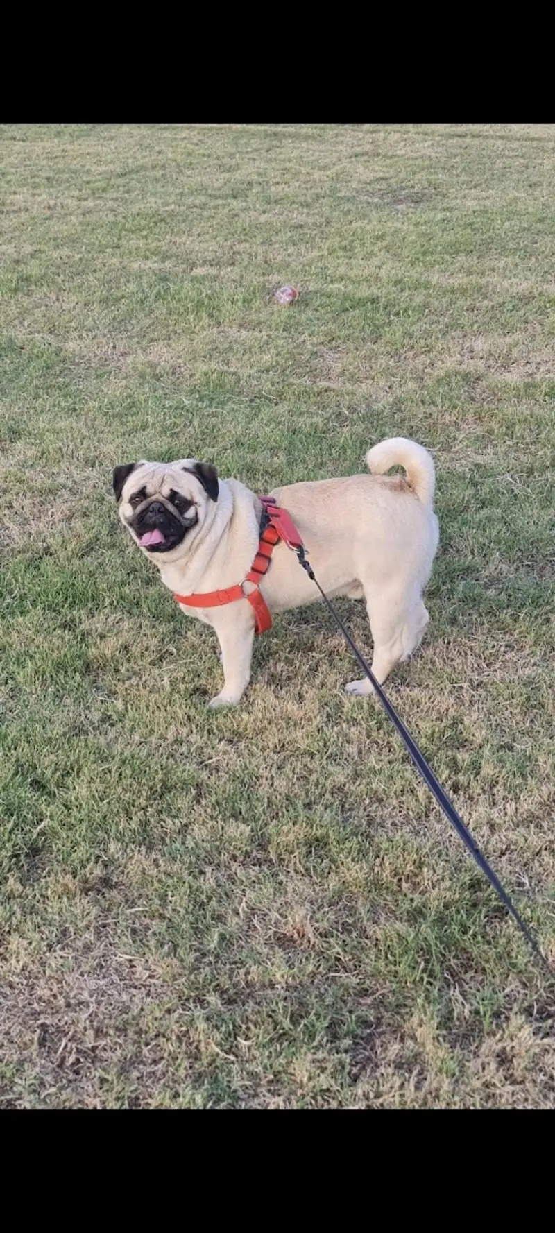 friendly trained dog — photo 8