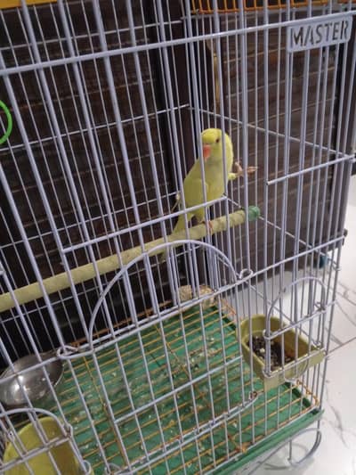 yellow ringnecki