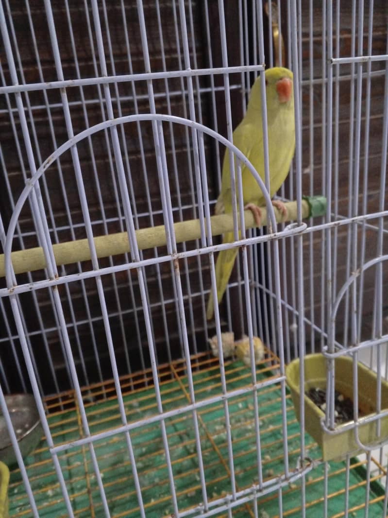 yellow ringnecki 1