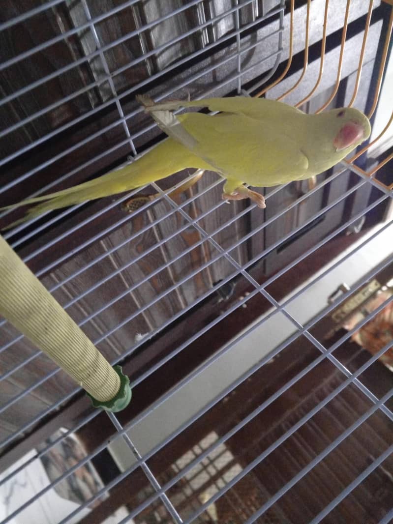 yellow ringnecki 2