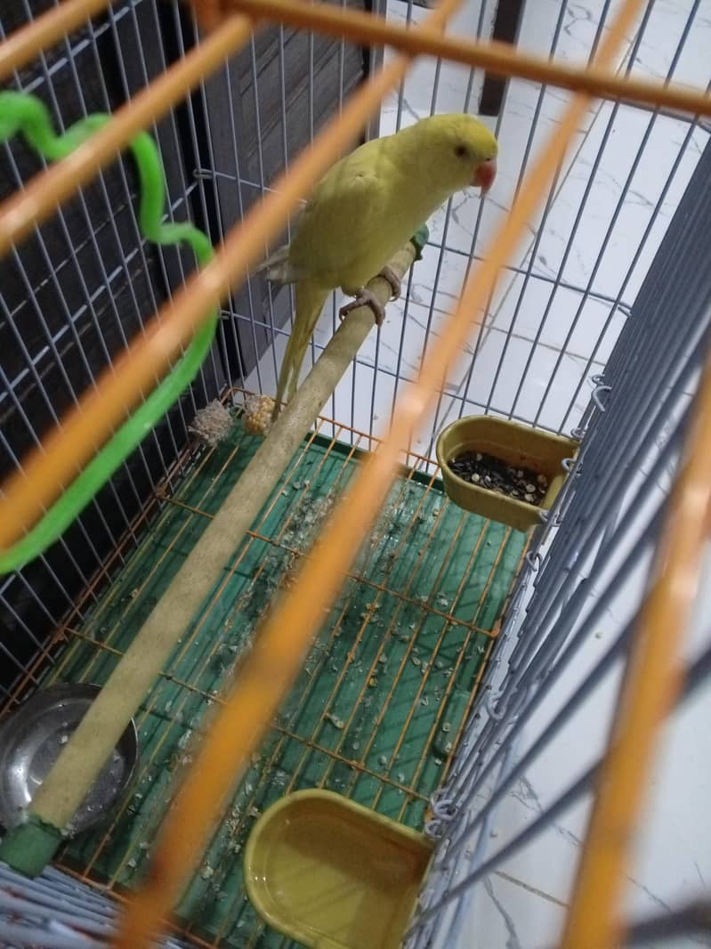yellow ringnecki 3