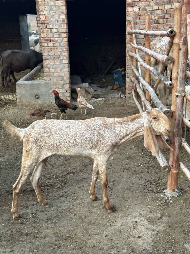 Makhi chinni path 2