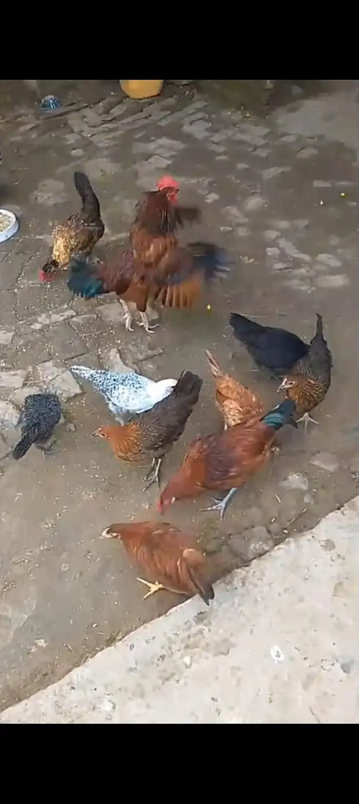 1 month tk eggs dena start kr de gi — photo 2