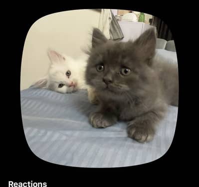 Persion kitten | Super playful and ready to bond