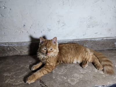 Beautiful Persian Male Kitten – 4 Months – Lahore