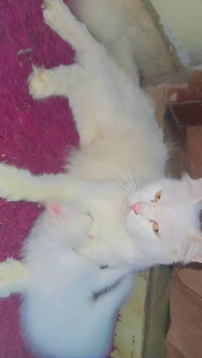 Persian “Mother Cat with Baby Kitten”