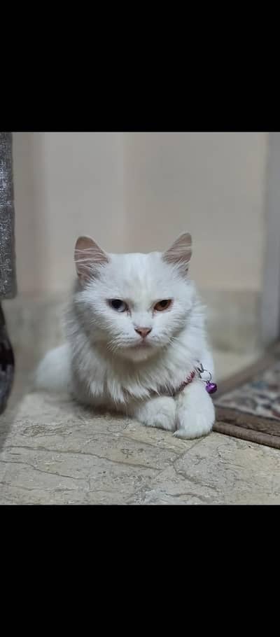 Rusain cat for sale