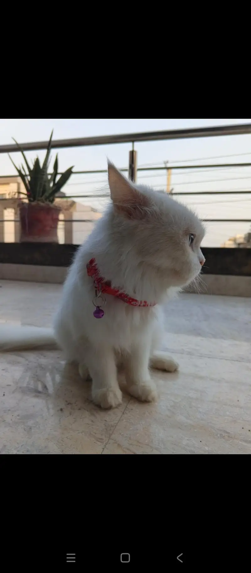 Rusain cat for sale — photo 2
