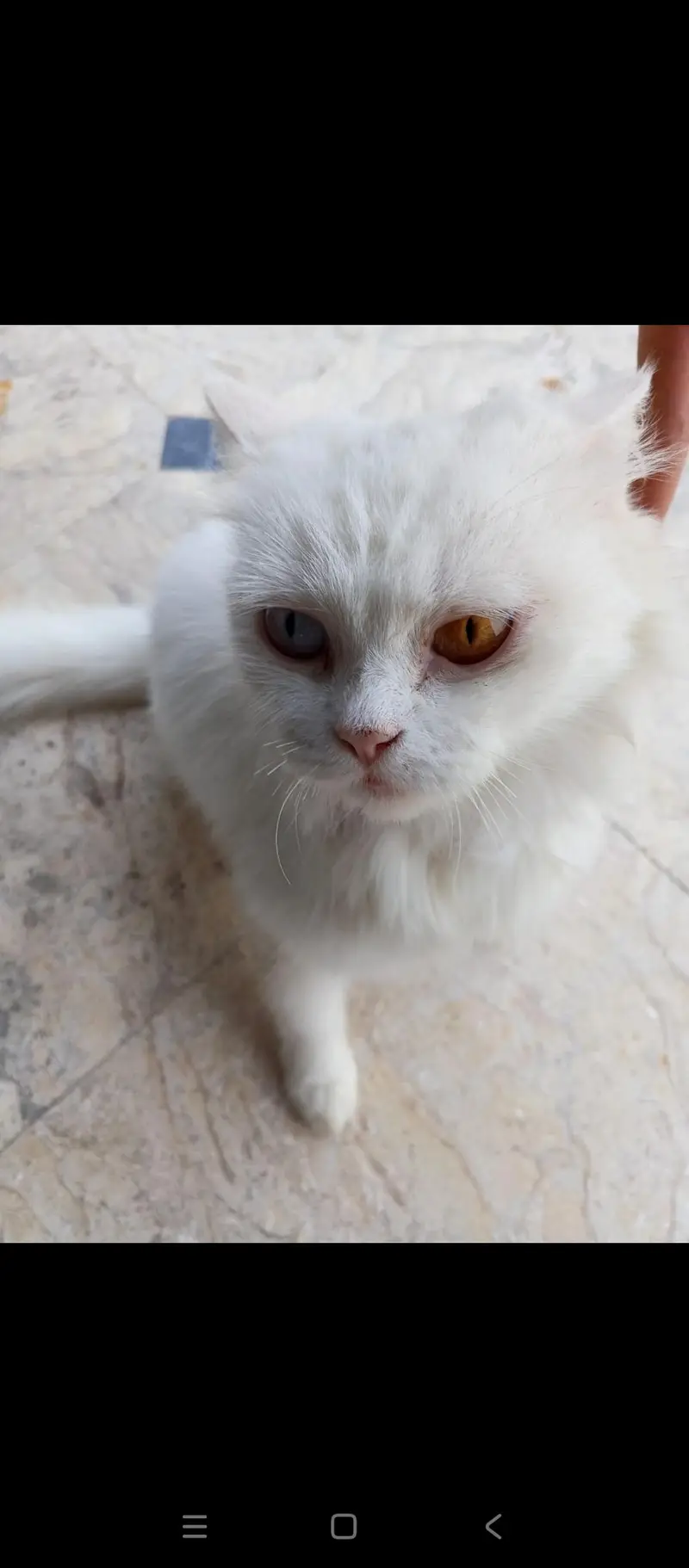 Rusain cat for sale — photo 3