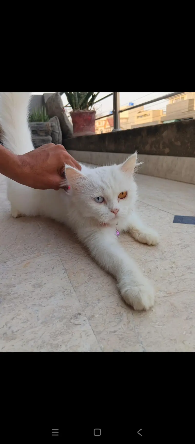 Rusain cat for sale — photo 4