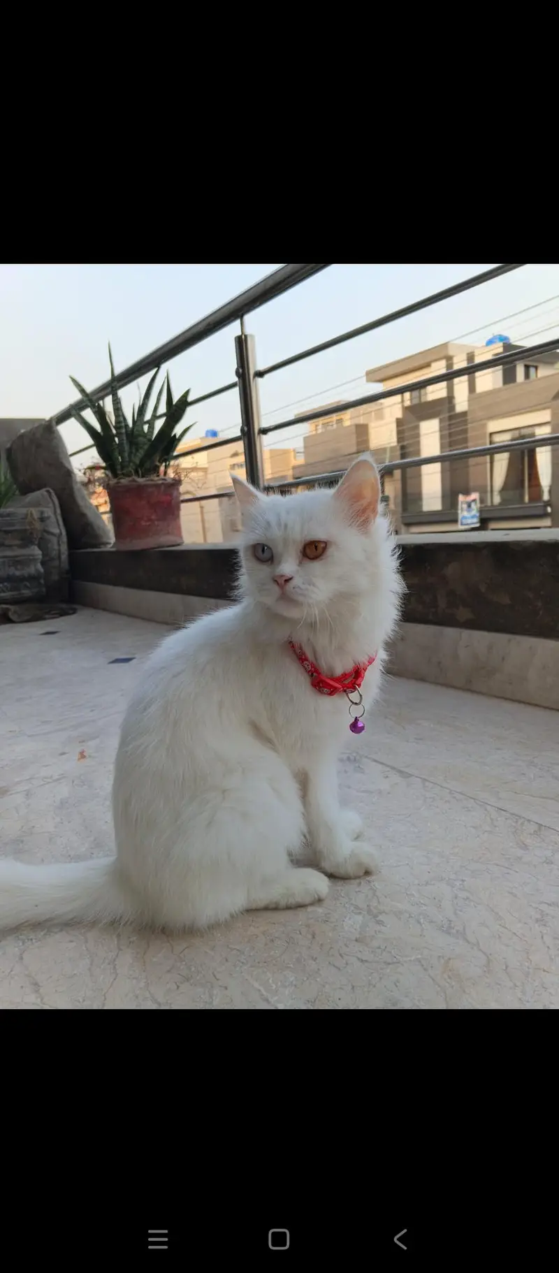Rusain cat for sale — photo 5