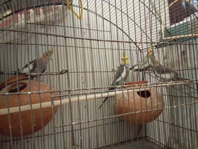 Cocktail for sale