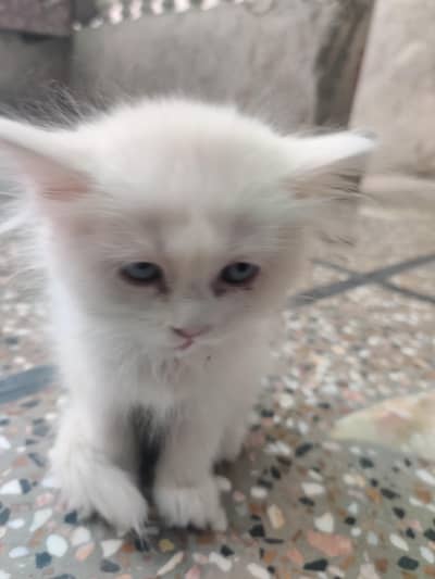 PERSIAN CAT . WHITE . BLUE EYES
