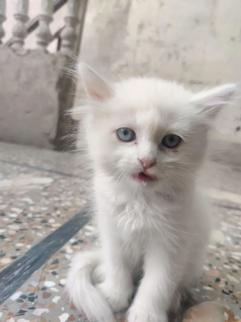 PERSIAN CAT . WHITE . BLUE EYES — photo 2