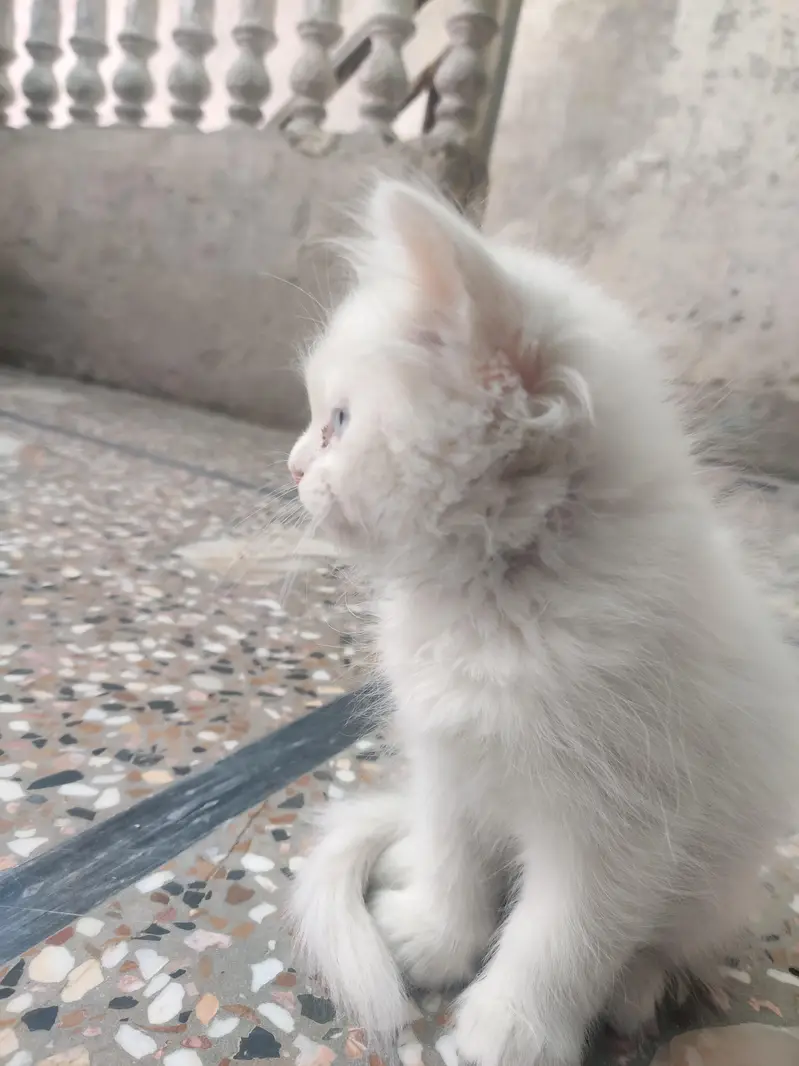 PERSIAN CAT . WHITE . BLUE EYES — photo 3