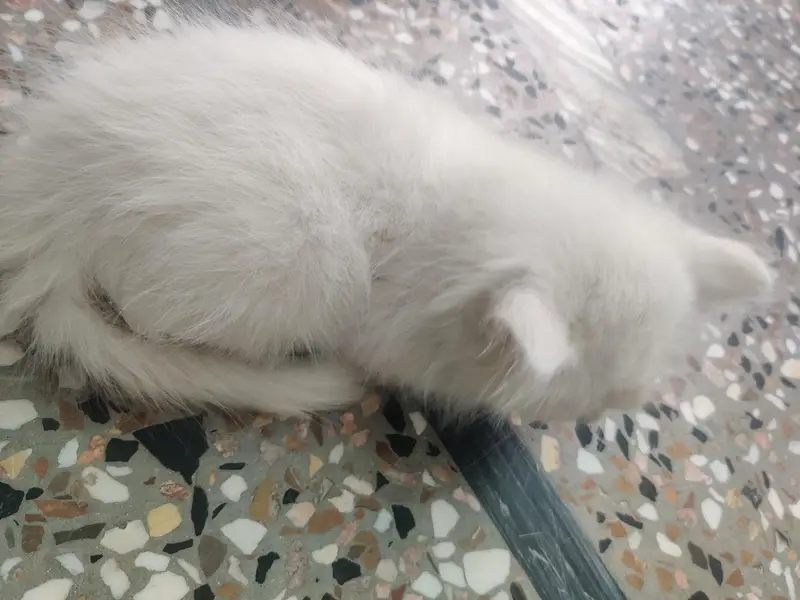 PERSIAN CAT . WHITE . BLUE EYES — photo 4