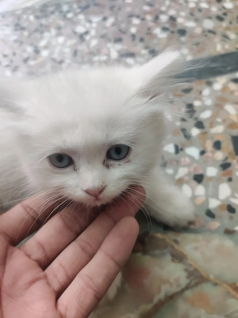 PERSIAN CAT . WHITE . BLUE EYES — photo 5