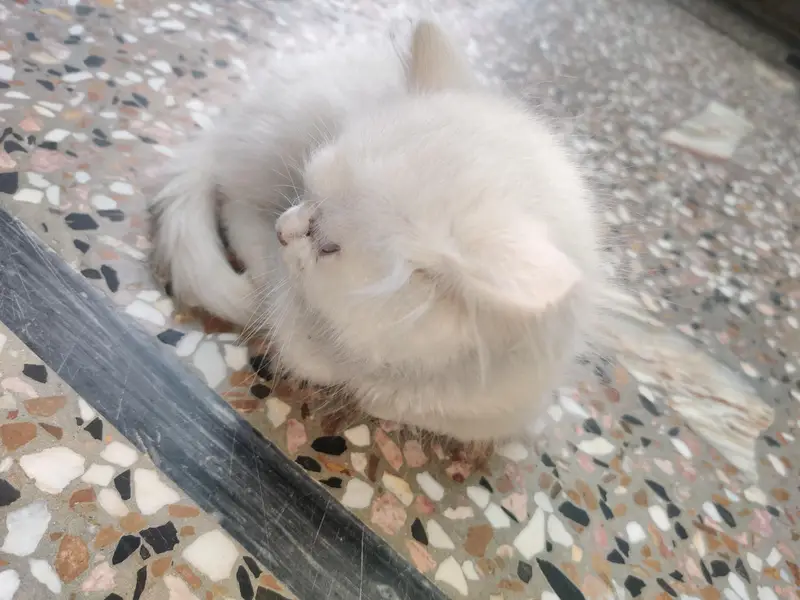 PERSIAN CAT . WHITE . BLUE EYES — photo 6