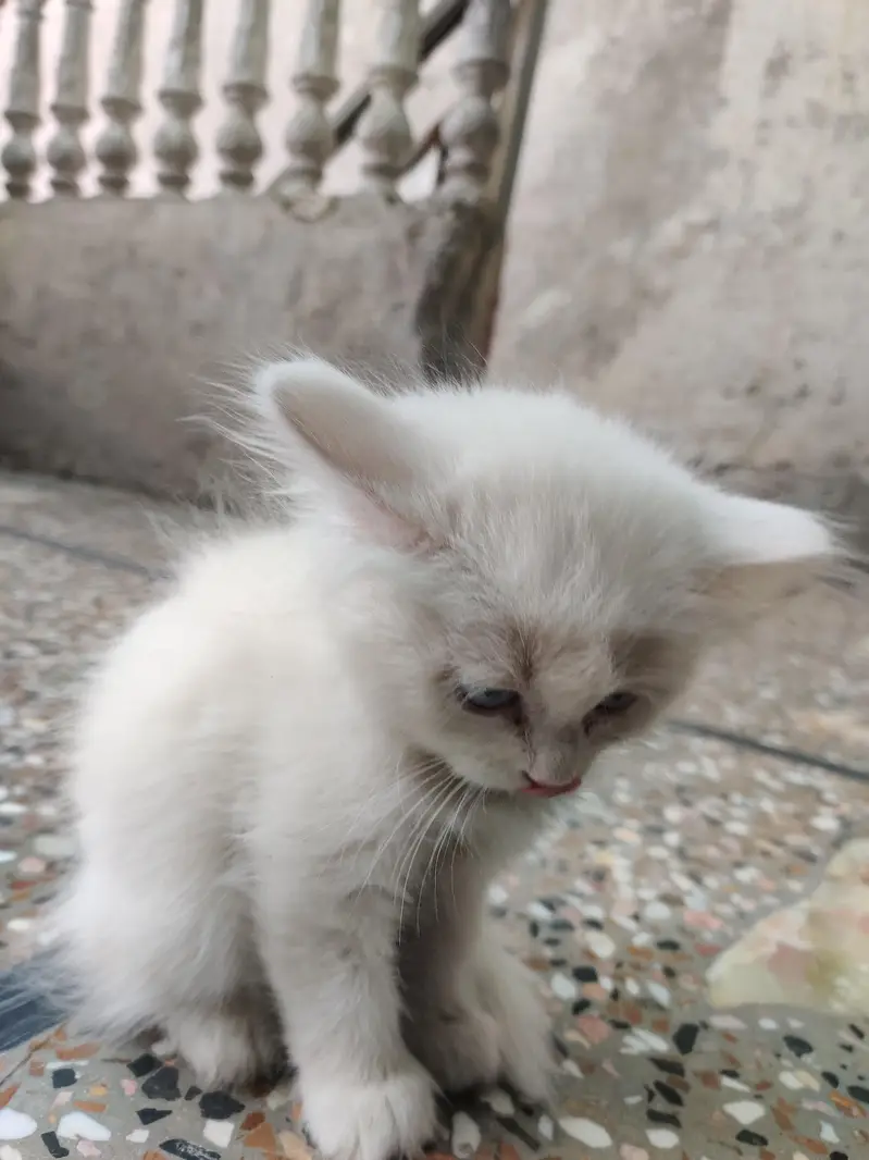 PERSIAN CAT . WHITE . BLUE EYES — photo 7