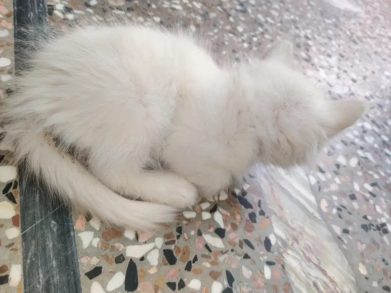 PERSIAN CAT . WHITE . BLUE EYES — photo 8