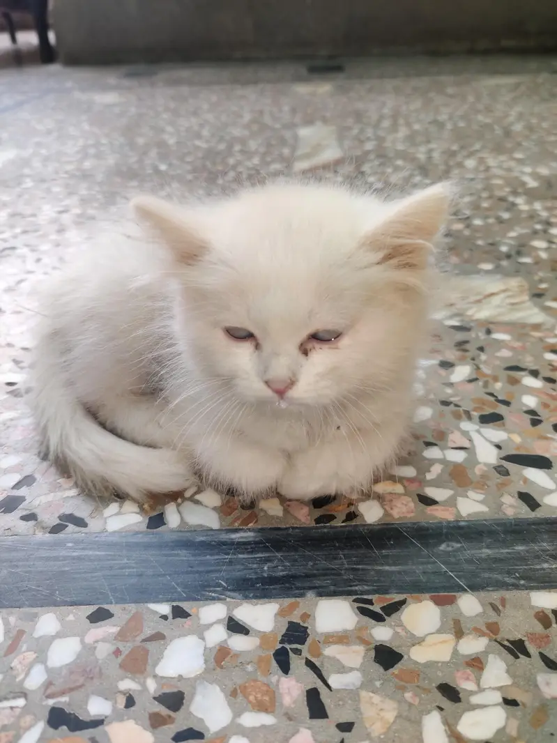 PERSIAN CAT . WHITE . BLUE EYES — photo 9