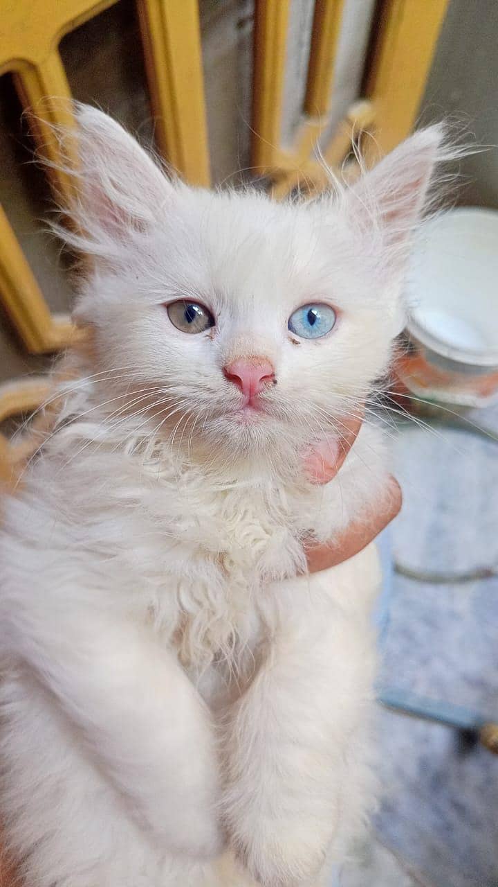 Persian Cat 1