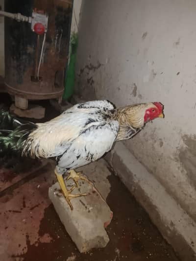 Best quality aseel murgha for sale