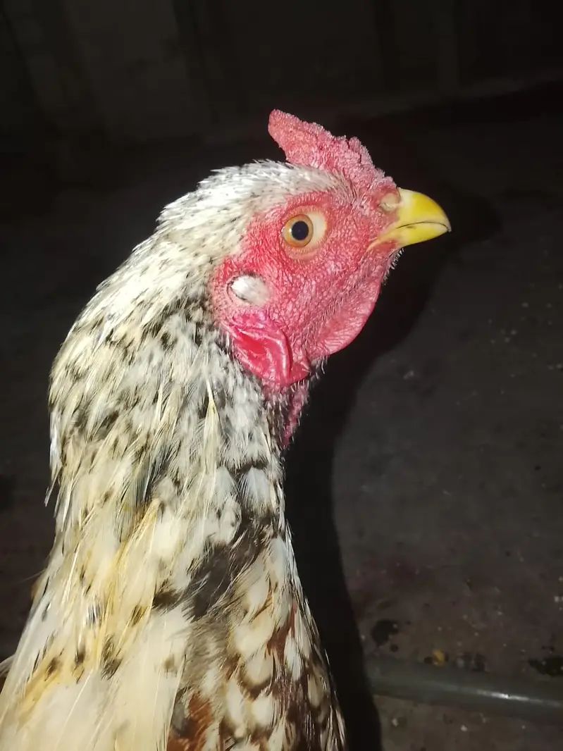 Best quality aseel murgha for sale — photo 4