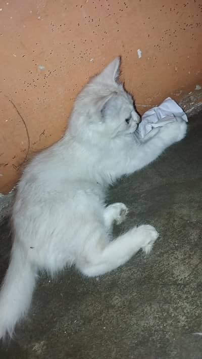 Cat for Sale