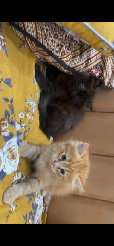 Two kitchen hn