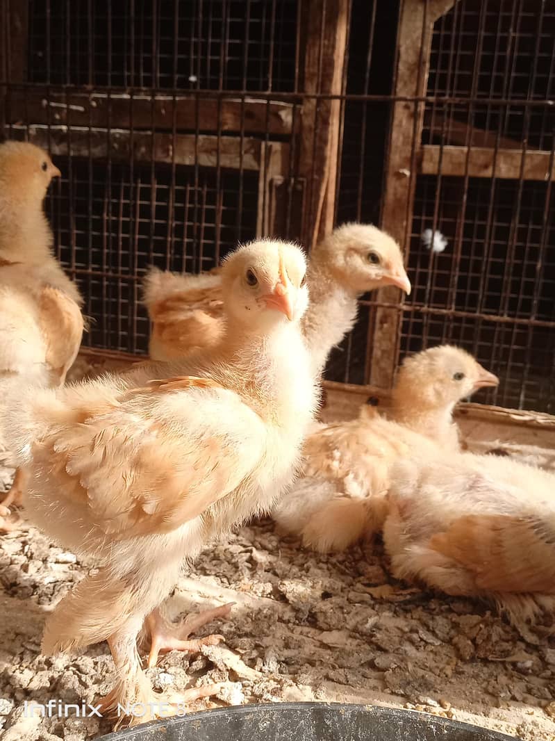 Heavy Golden buff 1
