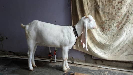 Gulabi