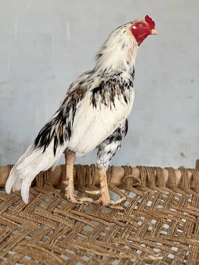 Mianwali Cheena