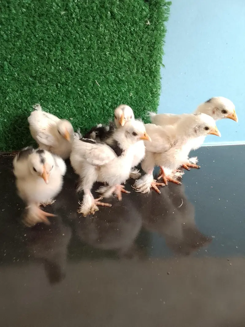 Fancy hens Chicks/ molted mini flower — photo 5