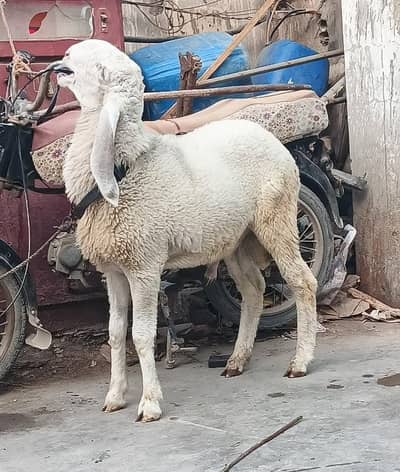 larkana male