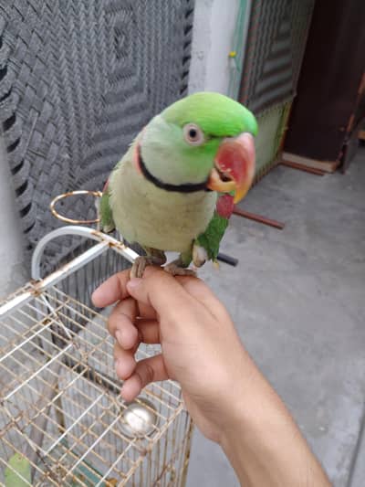 raw parrot for sale