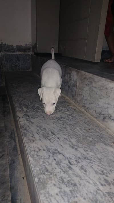 100% guiltair female dog 1 month age