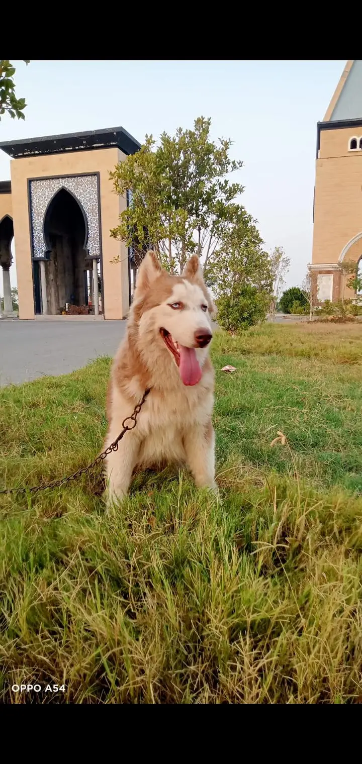 wolly coat Husky paire — photo 2
