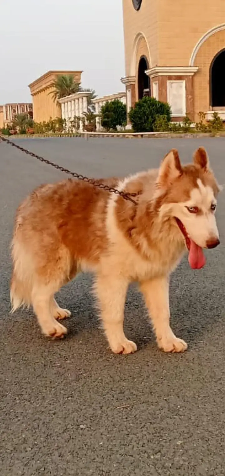 wolly coat Husky paire — photo 3