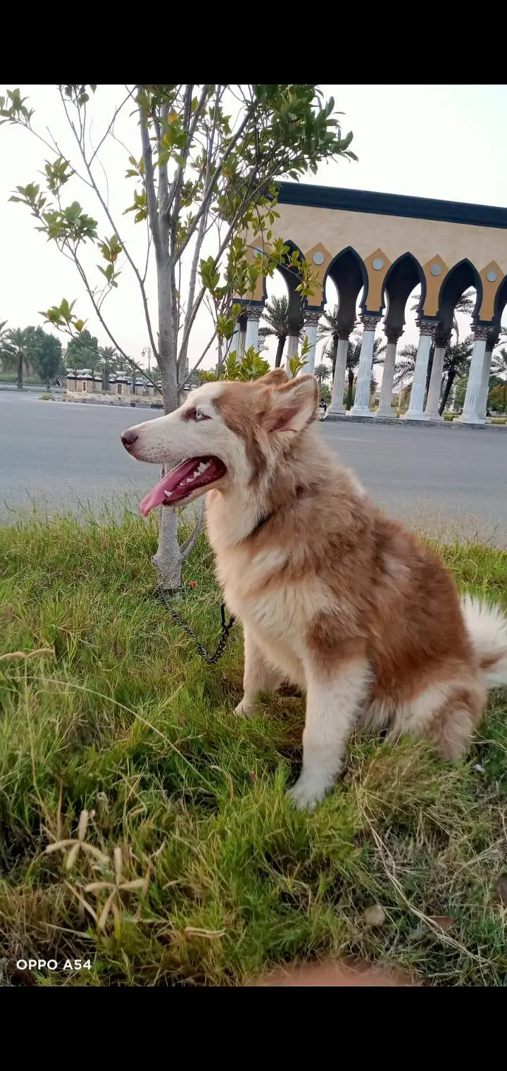 wolly coat Husky paire — photo 4