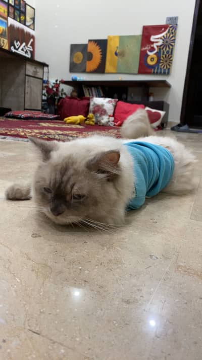 Himalayan cat for sale