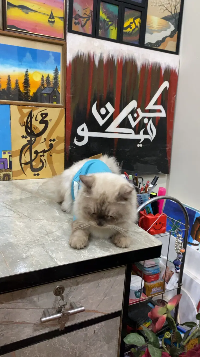 Himalayan cat for sale — photo 2