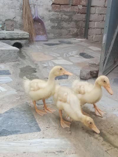 3 duck baby