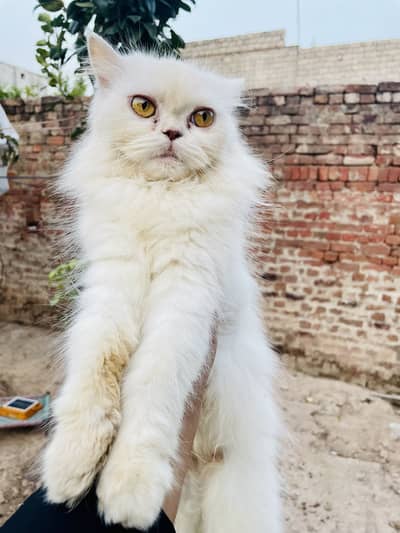 Persian Mother With Two Kittens Offer