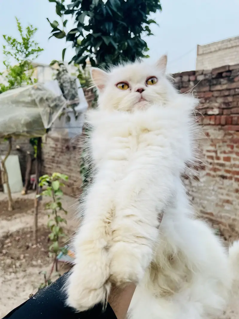 Persian Mother With Two Kittens Offer — photo 2