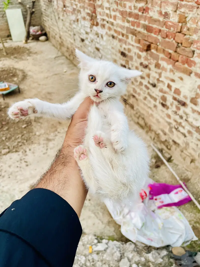 Persian Mother With Two Kittens Offer — photo 3
