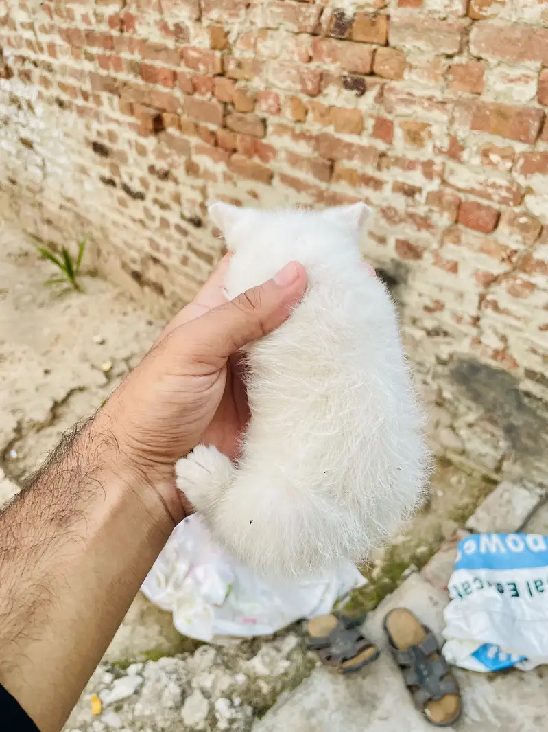 Persian Mother With Two Kittens Offer — photo 4