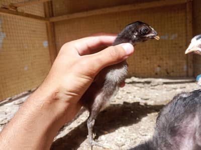 Pure Thai chiks available. . + pure burmi pakoya 2 females available