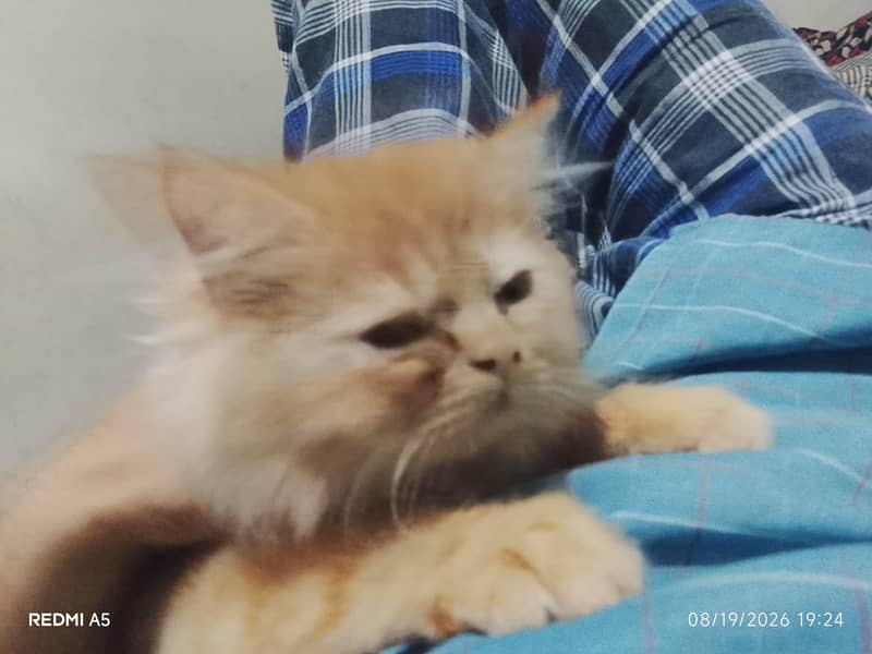kittens 0